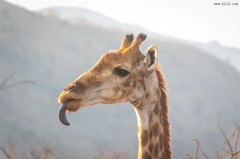 呆萌的长颈鹿图片