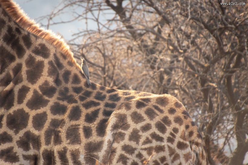 呆萌的长颈鹿图片
