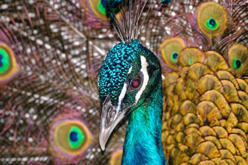 雄孔雀开屏图片