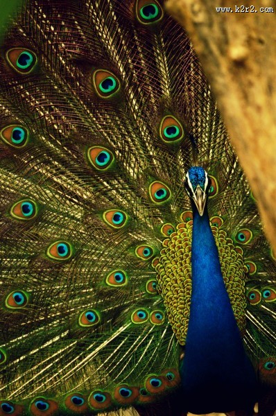 雄孔雀开屏图片