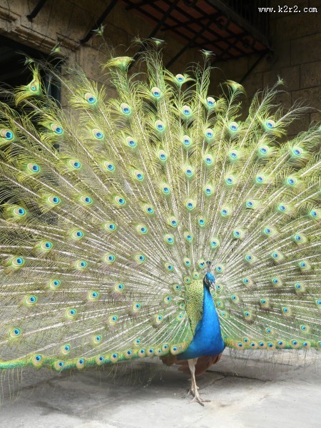 雄孔雀开屏图片