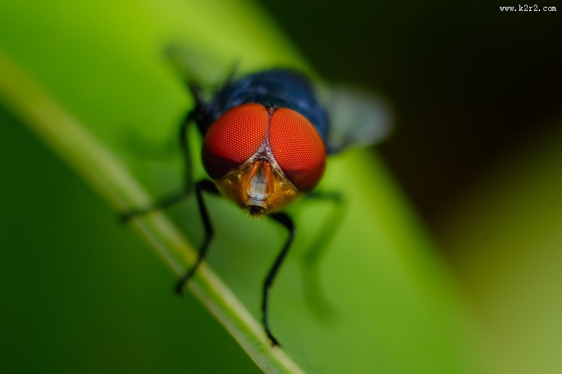 苍蝇微距摄影图片