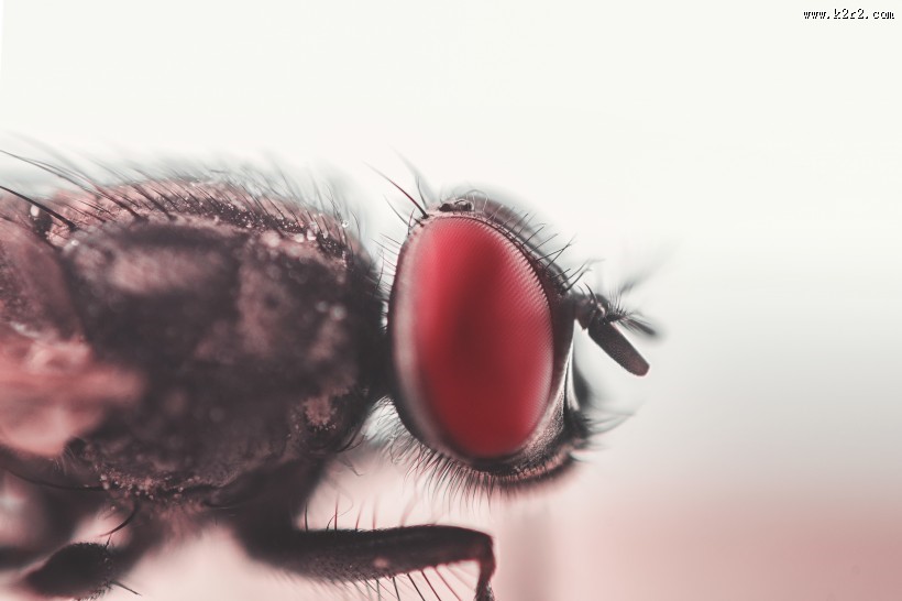 苍蝇微距摄影图片