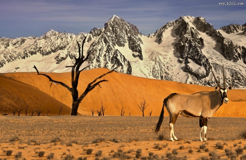 野生羚羊图片大全
