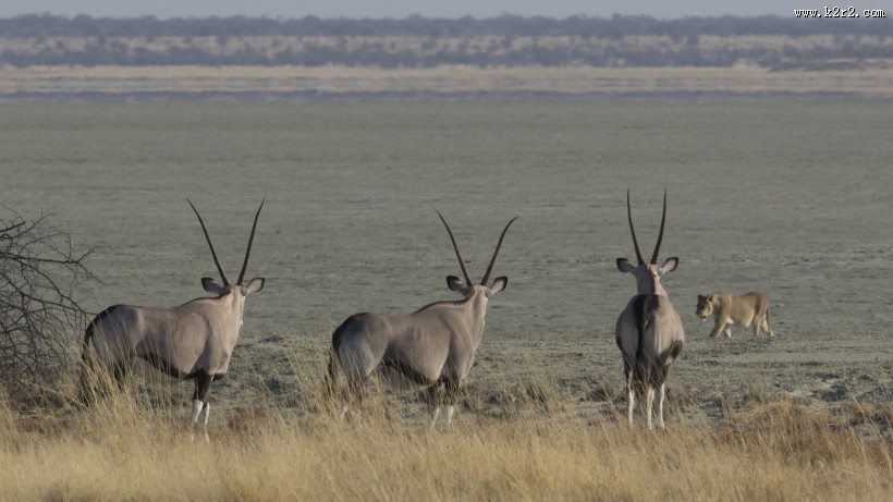 野生羚羊图片大全