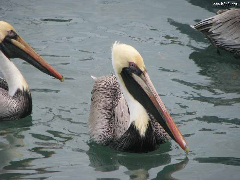 水中的鹈鹕图片
