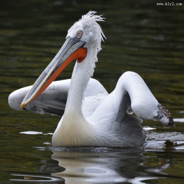 水中的鹈鹕图片