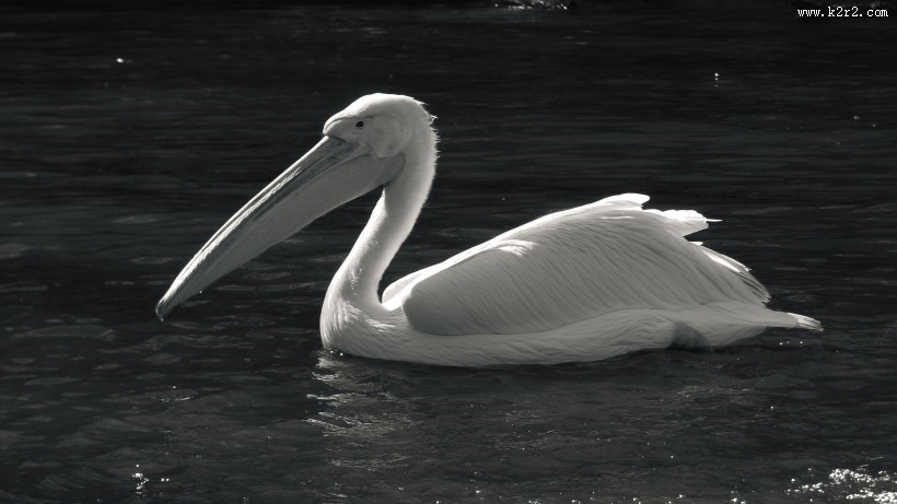 水中的鹈鹕图片