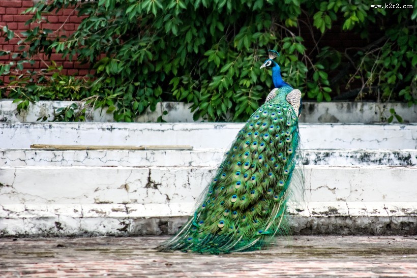 一只色彩艳丽的孔雀图片