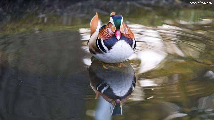 惹人喜爱的鸳鸯图片