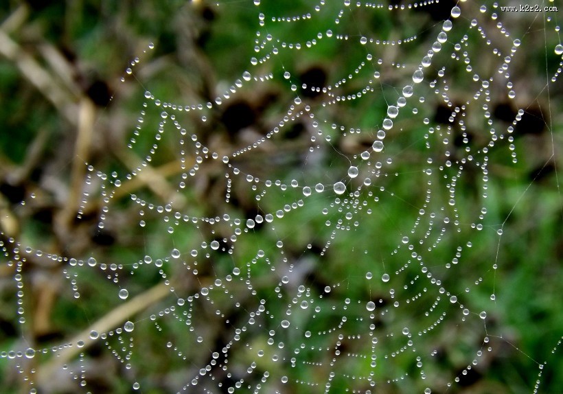 蜘蛛网高清图片