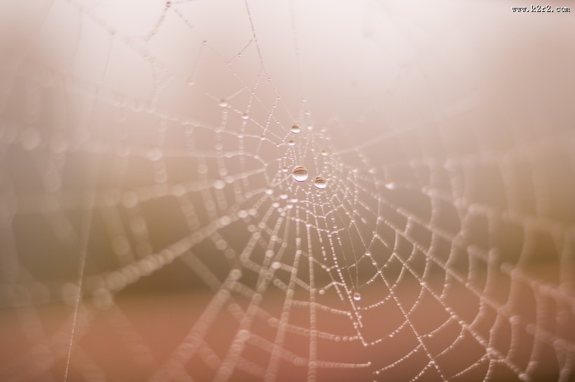 蜘蛛网高清图片