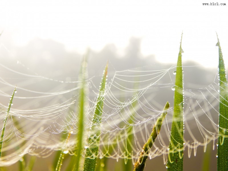 蜘蛛网高清图片