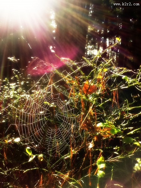 蜘蛛网高清图片