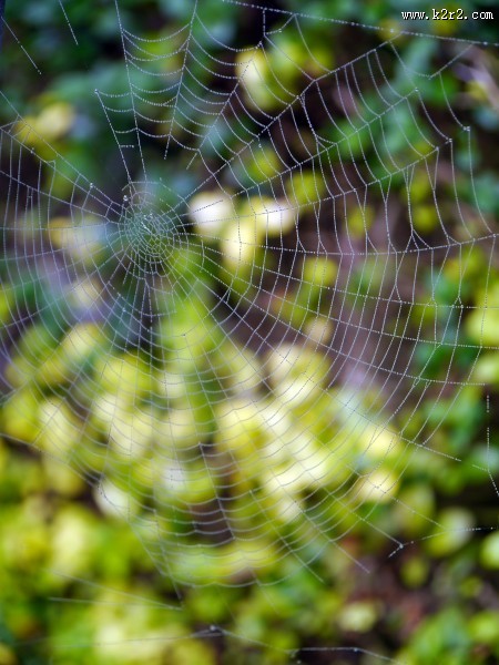 蜘蛛网高清图片