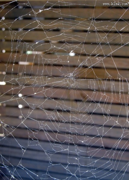蜘蛛网高清图片