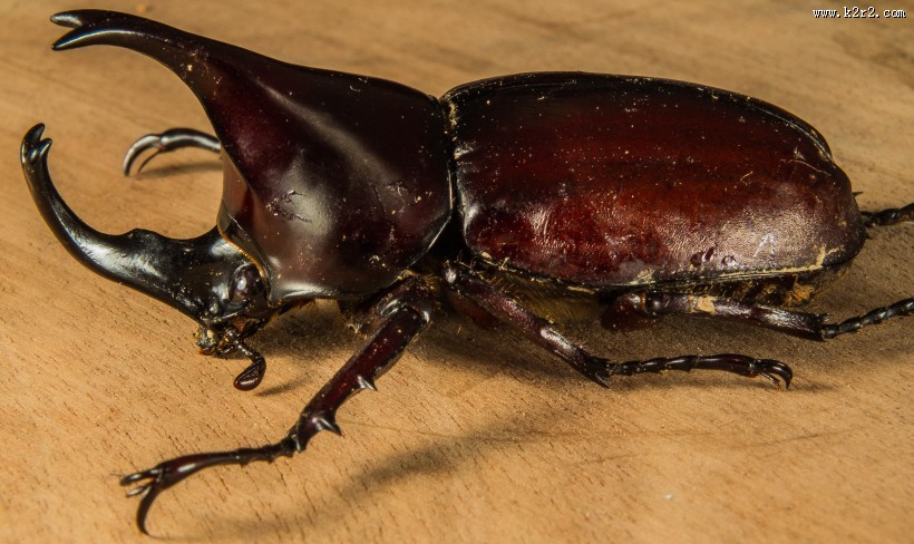 力量惊人的犀牛甲虫图片大全