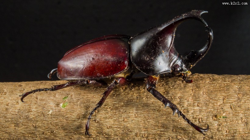 力量惊人的犀牛甲虫图片大全