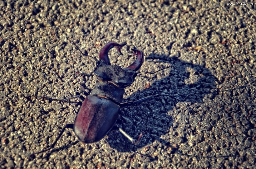 强壮的雄鹿甲虫图片大全