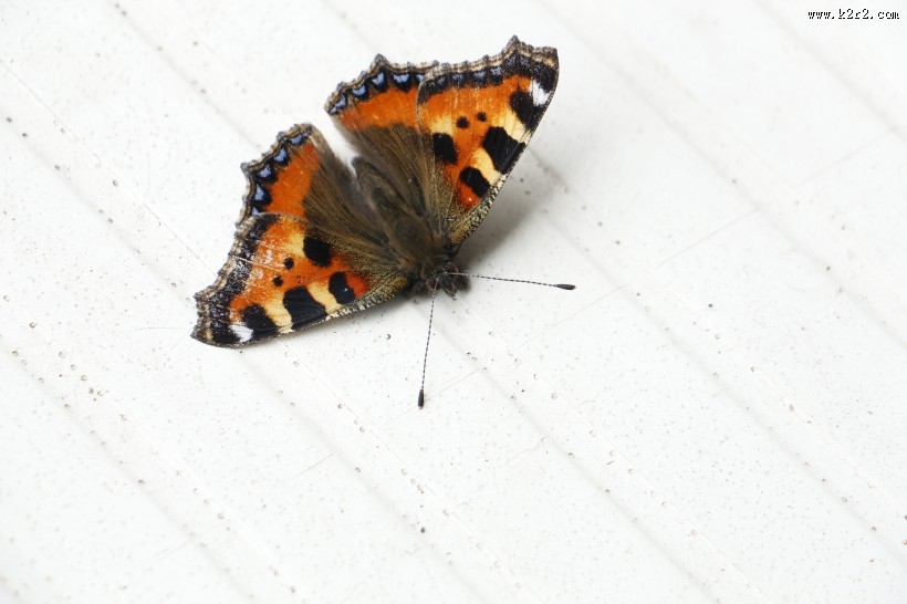 漂亮的孔雀蝴蝶图片大全