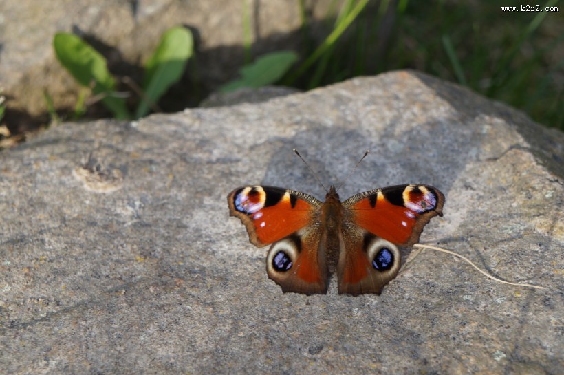 漂亮的孔雀蝴蝶图片大全