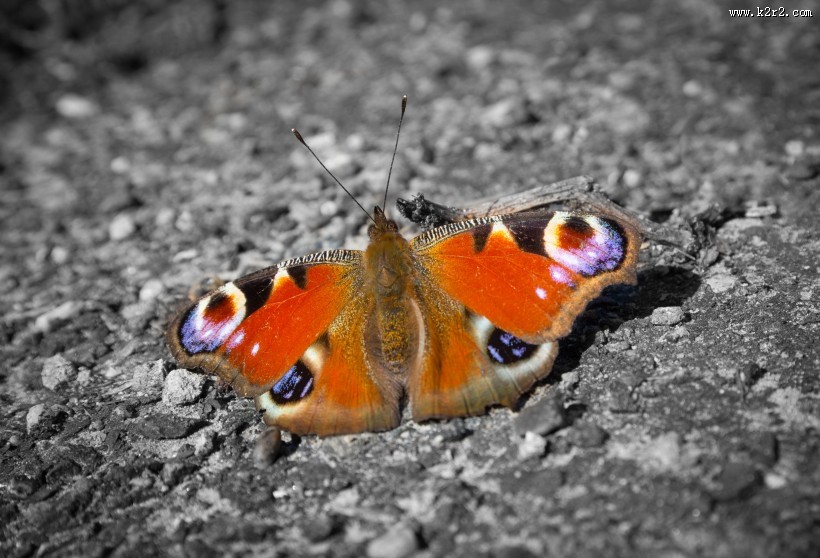 漂亮的孔雀蝴蝶图片大全