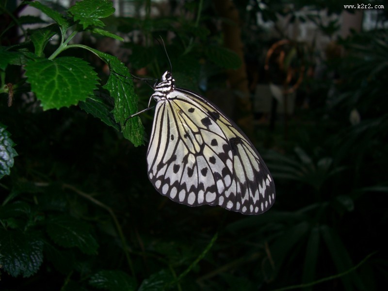黑色斑点的蝴蝶图片