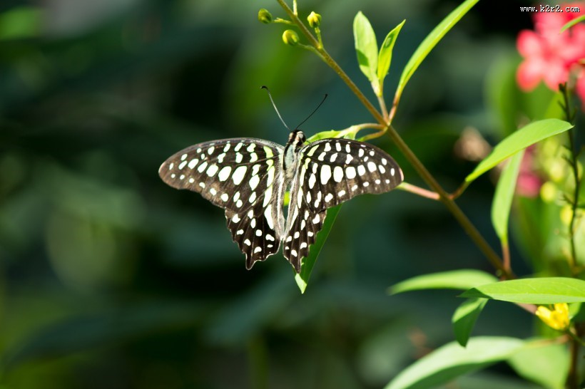黑色斑点的蝴蝶图片