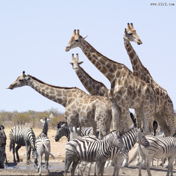 草原上野生的长颈鹿图片大全