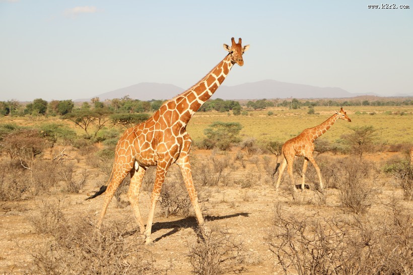 草原上野生的长颈鹿图片大全