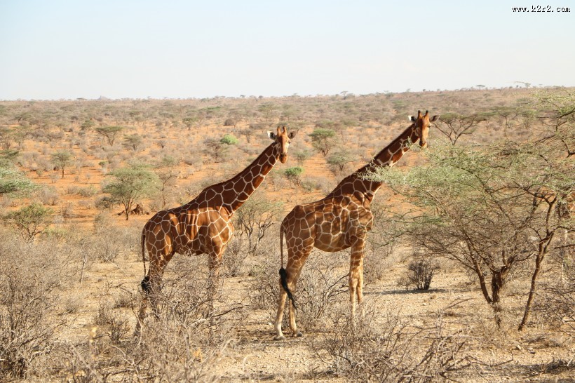 草原上野生的长颈鹿图片大全