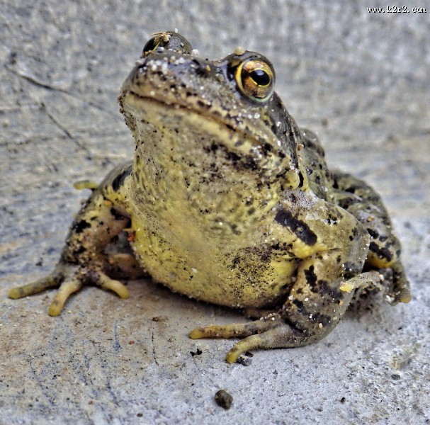 野生的蟾蜍图片