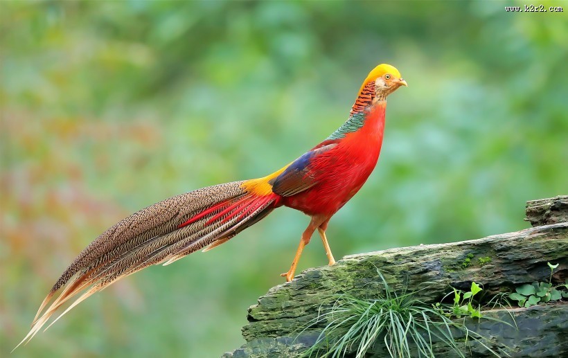 光彩夺目的红腹锦鸡图片