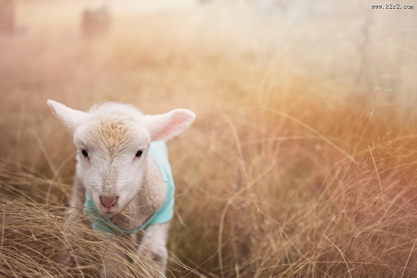 可爱的小绵羊图片