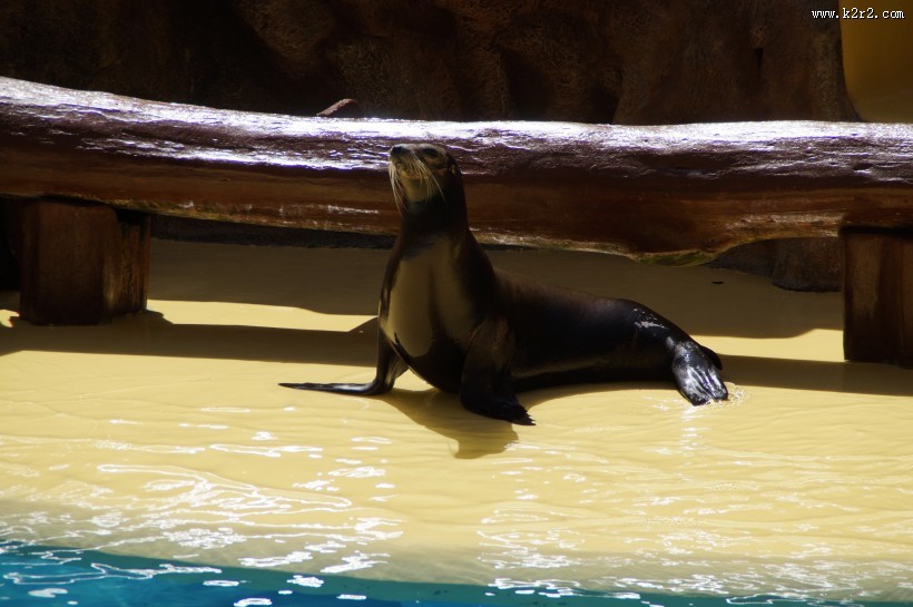 一只可爱的海狮图片