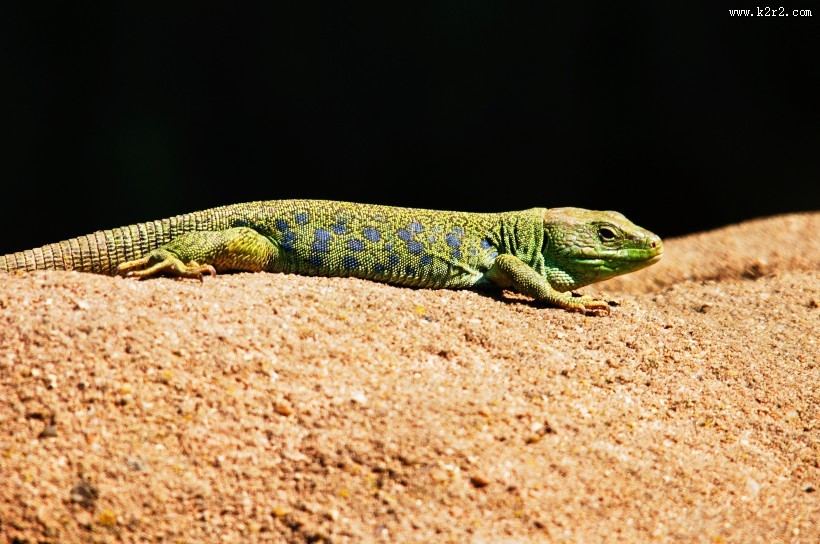 野生蜥蜴高清特写图片