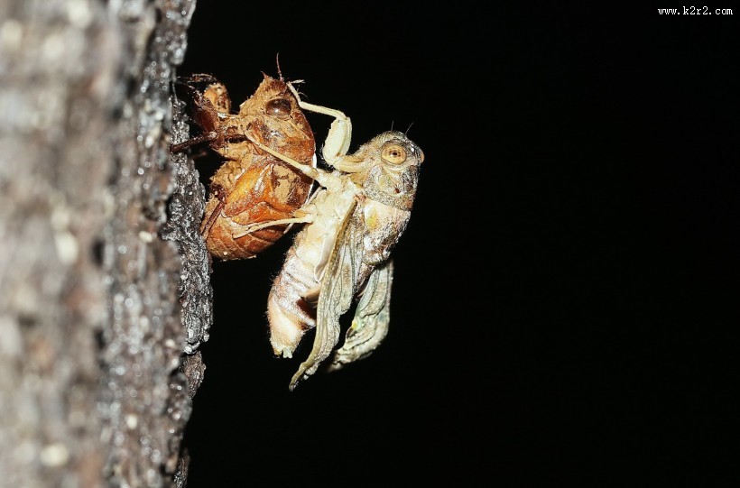 蝉脱壳图片