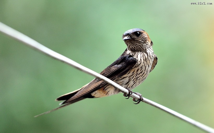 活泼的燕子图片