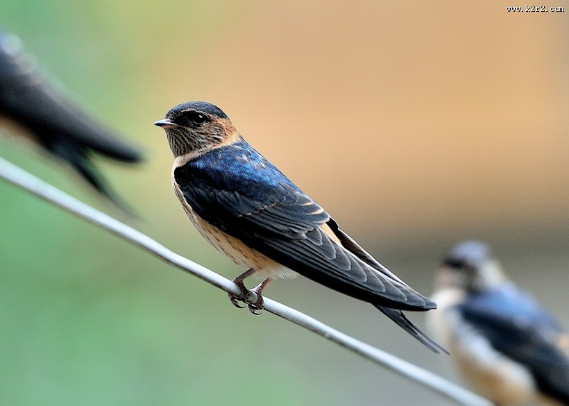 活泼的燕子图片