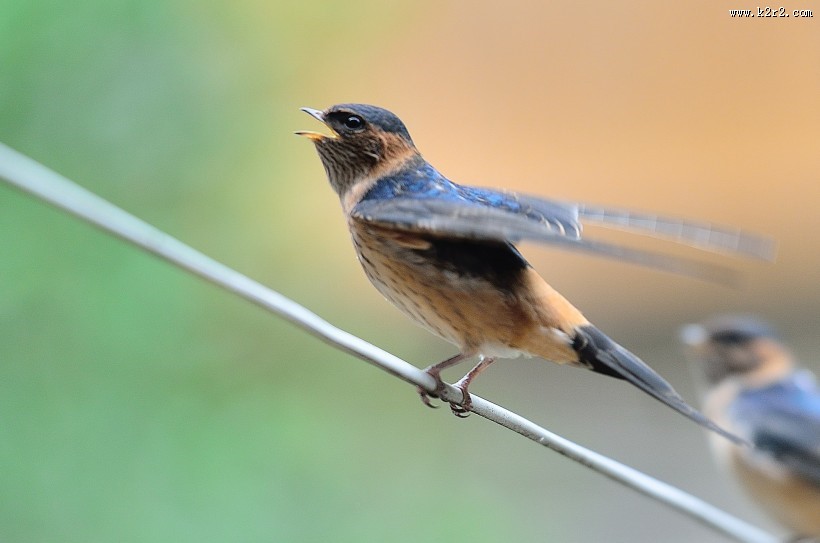 活泼的燕子图片