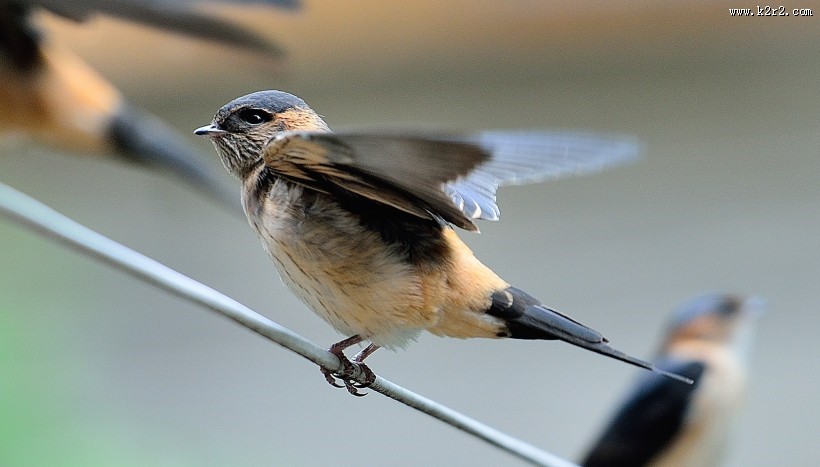 活泼的燕子图片