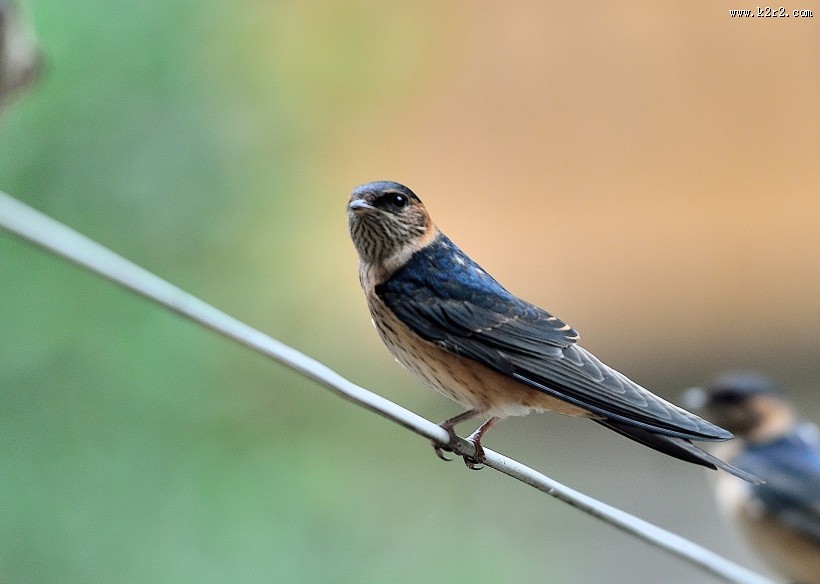 活泼的燕子图片