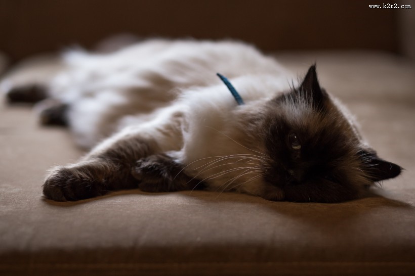 灵巧的暹罗猫图片