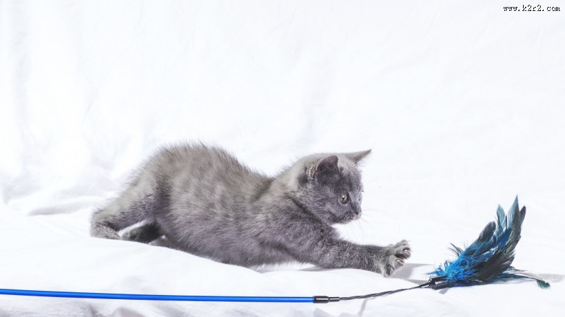 可爱灰色小猫咪图片