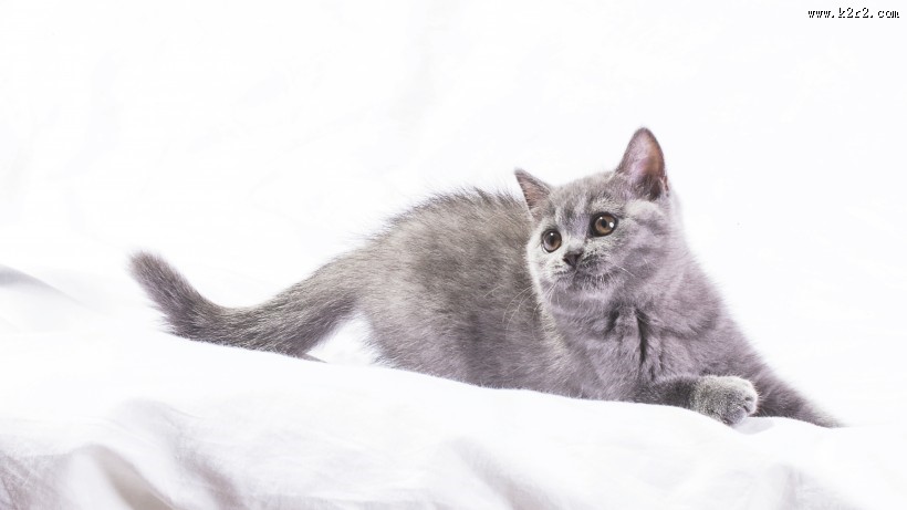 可爱灰色小猫咪图片