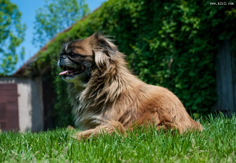 顽皮可爱的巴哥犬图片大全