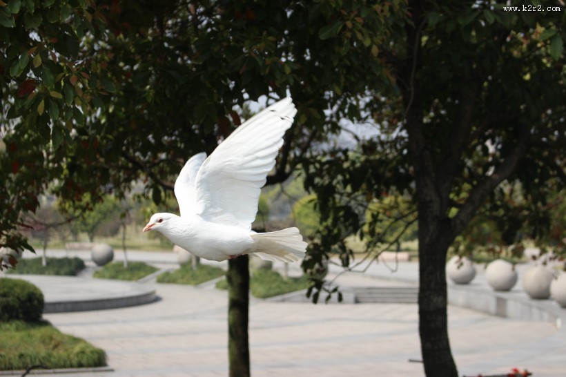 一只白色的鸽子图片