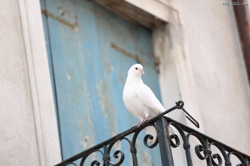 一只白色的鸽子图片
