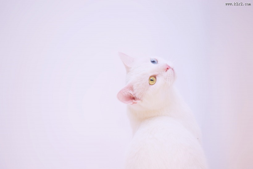 纯白的猫咪图片