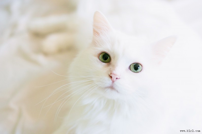 纯白的猫咪图片